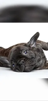 Playful French Bulldog puppy on white background.