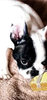 Cute French Bulldog puppy with a gift box.