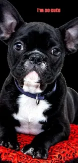 Adorable French bulldog on a red cushion