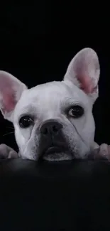 Cute French Bulldog puppy with black background.