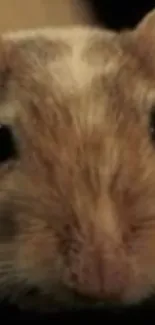 Close-up of a cute brown gerbil face, perfect for wallpaper.