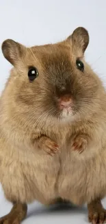 Adorable gerbil with fluffy fur on a soft blue background.