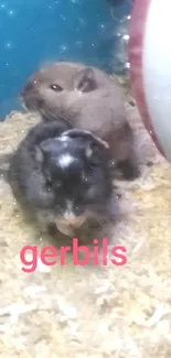 Two cute gerbils in their cozy cage with a wheel and bedding.