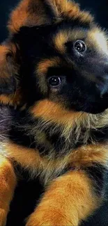 Adorable German Shepherd puppy with fluffy fur.