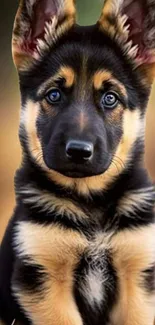 Cute German Shepherd puppy with adorable eyes on a beige background.