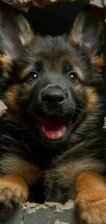 German Shepherd puppy poking through a wall.