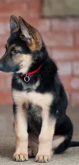 Cute German Shepherd puppy with red collar sitting.