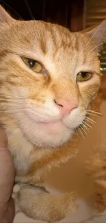 Close-up of a charming ginger cat with a playful expression.