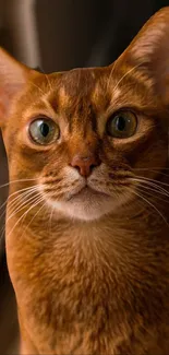 Ginger cat close-up wallpaper for mobile device.