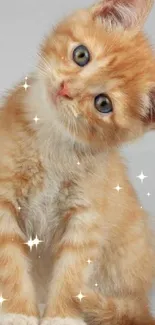 Ginger kitten with head tilted on a light gray background.