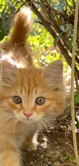 Playful ginger kitten exploring nature in sunlight.