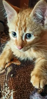 Adorable ginger kitten on a blanket.