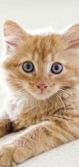 Adorable ginger kitten resting on a white sofa, looking directly at the camera.