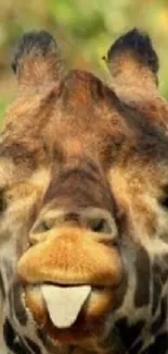 Close-up image of a giraffe sticking out its tongue.