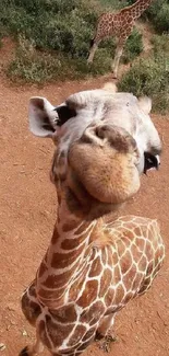 Close-up of a cute giraffe in a natural setting with a brown earthy background.