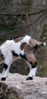 Baby goat standing on rocky surface in a forest setting.