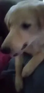 Adorable golden retriever puppy relaxing on a couch.