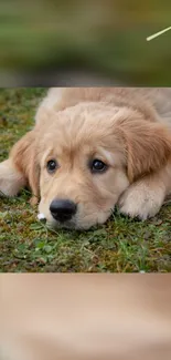 Adorable golden retriever puppy lying on green grass background.