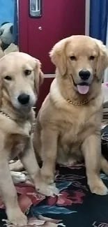 Golden Retrievers on bed in cozy room setting.