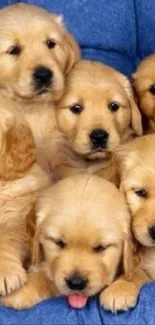 Group of adorable golden retriever puppies on a blue couch.