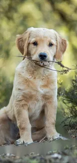 Adorable golden retriever puppy holding a stick in a lush forest setting.