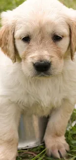 Adorable light brown puppy on grass, looking curiously.