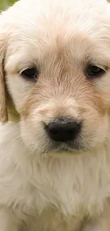 Close-up of a cute, fluffy golden retriever puppy.