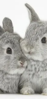 Two adorable gray bunnies snuggling together on a white background.