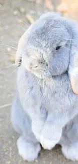 Cute gray bunny standing upright on a pathway.