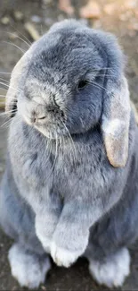 Adorable gray bunny standing on hind legs.