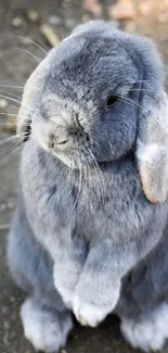 Adorable gray bunny with fluffy fur sitting upright on a textured surface.