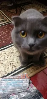 Adorable gray cat with yellow eyes on rug.