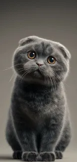 Adorable gray Scottish Fold cat sitting peacefully.