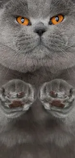 Adorable gray cat with orange eyes against a dark background.