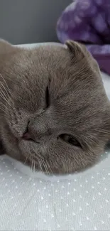 Adorable gray Scottish Fold cat relaxing on a bed.