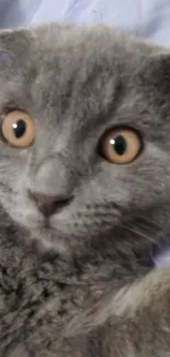 Adorable gray cat with big round eyes on a cozy background.