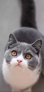 Adorable gray cat with yellow eyes looking up, on a soft background.