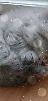 Fluffy gray kitten curled up on wooden floor, looking adorable.