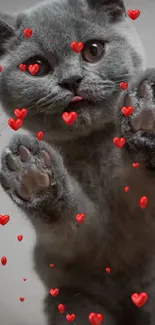 Gray kitten with paws up, looking playful.