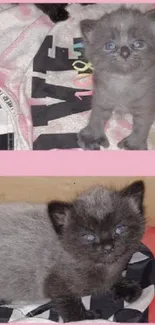 Two cute gray kittens in a pink and black setting.