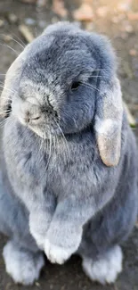 Cute gray rabbit standing on hind legs outdoors.