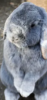 Adorable gray rabbit mobile wallpaper.