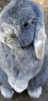 Adorable gray rabbit standing on hind legs in outdoor setting.