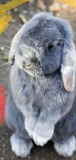 Adorable gray rabbit with doodles on a phone wallpaper.