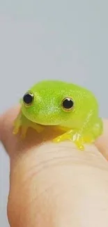 Cute green frog resting on a fingertip - mobile wallpaper.