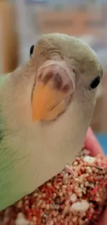 Cute green parrot with a curious gaze.