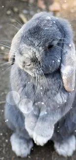 Adorable grey bunny standing on hind legs.