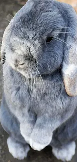 A cute grey bunny standing upright in a natural setting, perfect for mobile wallpaper.