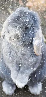 Adorable grey bunny sitting on a natural background.