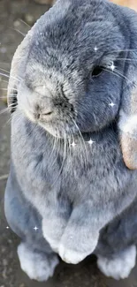 Adorable grey bunny looking up with sparkles.